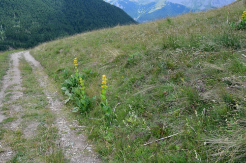 randonnee hautes-alpes La-Gardiole-de-l-Alp-depuis-Le-Coin Molines-en-Queyras Queyras