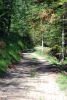 randonnee hautes-alpes Foret-de-Saluces - Saint-Andre-d-Embrun - Embrunais