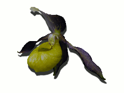 Sabot de Vénus Sabot de Vénus