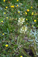 fleurs hautes-alpes Pedicularis comosa Pediculaire-a-toupets Orobanchacees Pediculaire-chevelu