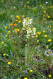 fleurs hautes-alpes Pedicularis comosa Pediculaire-a-toupets Orobanchacees Pediculaire-chevelu