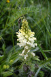 fleurs hautes-alpes Pedicularis comosa Pediculaire-a-toupets Orobanchacees Pediculaire-chevelu