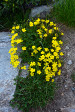 fleurs hautes-alpes Potentilla frigida Potentille-des-frimas Rosacees 