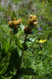 fleurs hautes-alpes Gentiana punctata Gentiane-ponctuee Gentianacees 