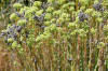 fleurs hautes-alpes Sedum sediforme Sedum-eleve Crassulacees Sedum-altissimum-Orpin-de-Nice