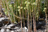 fleurs hautes-alpes Sedum sediforme Sedum-eleve Crassulacees Sedum-altissimum-Orpin-de-Nice
