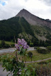 fleurs hautes-alpes Syringa vulgaris Lilas Oleacees 