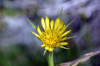Tragopogon dubius