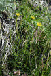 fleurs hautes-alpes Tragopogon dubius Salsifis-douteux Asteracees 