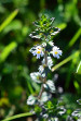 fleurs hautes-alpes Euphrasia stricta Euphraise-dressee Orobanchacees 
