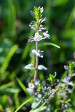 fleurs hautes-alpes Euphrasia stricta Euphraise-dressee Orobanchacees 
