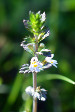 fleurs hautes-alpes Euphrasia stricta Euphraise-dressee Orobanchacees 