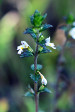 fleurs hautes-alpes Euphrasia stricta Euphraise-dressee Orobanchacees 