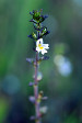 fleurs hautes-alpes Euphrasia stricta Euphraise-dressee Orobanchacees 