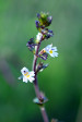 fleurs hautes-alpes Euphrasia stricta Euphraise-dressee Orobanchacees 