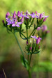 fleurs hautes-alpes Centaurium erythraea Petite-Centauree-rouge Gentianacees Petite-Centauree-commune-herbe-a-Chiron-fiel-de-terre-herbe-au-centaure