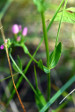 fleurs hautes-alpes Centaurium erythraea Petite-Centauree-rouge Gentianacees Petite-Centauree-commune-herbe-a-Chiron-fiel-de-terre-herbe-au-centaure
