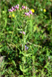 fleurs hautes-alpes Centaurium erythraea Petite-Centauree-rouge Gentianacees Petite-Centauree-commune-herbe-a-Chiron-fiel-de-terre-herbe-au-centaure