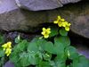 Viola biflora