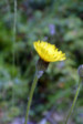 fleurs hautes-alpes Hypochaeris maculata Porcelle-tachetee Asteracees Porcelle-a-feuilles-tachees-Porcelle-male