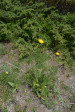 fleurs hautes-alpes Hypochaeris maculata Porcelle-tachetee Asteracees Porcelle-a-feuilles-tachees-Porcelle-male