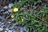 fleurs hautes-alpes Pilosella officinarum Piloselle Asteracees Hieracium-pilosella