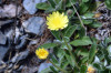Pilosella officinarum