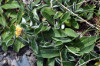 fleurs hautes-alpes Pilosella officinarum Piloselle Asteracees Hieracium-pilosella