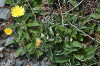fleurs hautes-alpes Pilosella officinarum Piloselle Asteracees Hieracium-pilosella