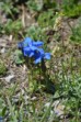 fleurs hautes-alpes Gentiana orbicularis Gentiane-orbiculaire Gentianacees Gentiane-a-feuilles-orbiculaires