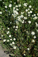 fleurs hautes-alpes Berteroa incana Alysson-blanc Brassicacees Alysse-blanche-Berteroa-blanchatre