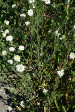 fleurs hautes-alpes Berteroa incana Alysson-blanc Brassicacees Alysse-blanche-Berteroa-blanchatre