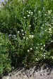 fleurs hautes-alpes Berteroa incana Alysson-blanc Brassicacees Alysse-blanche-Berteroa-blanchatre