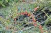 fleurs hautes-alpes Berberis vulgaris Epine-vinette Berberidacees Vinettier-Agrivoutat-Agrivoutier-Berberis-commun-Pisse-vinaigre