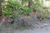 fleurs hautes-alpes Berberis vulgaris Epine-vinette Berberidacees Vinettier-Agrivoutat-Agrivoutier-Berberis-commun-Pisse-vinaigre