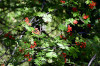 fleurs hautes-alpes Sorbus aucuparia Sorbier-des-oiseleurs Rosacees Sorbier-des-oiseaux