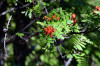 fleurs hautes-alpes Sorbus aucuparia Sorbier-des-oiseleurs Rosacees Sorbier-des-oiseaux