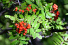 fleurs hautes-alpes Sorbus aucuparia Sorbier-des-oiseleurs Rosacees Sorbier-des-oiseaux