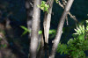 fleurs hautes-alpes Sorbus aucuparia Sorbier-des-oiseleurs Rosacees Sorbier-des-oiseaux