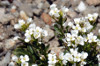 Cardamine alpina