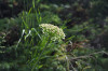 fleurs hautes-alpes Laserpitium halleri Laser-de-Haller Apiacees 