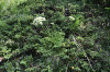fleurs hautes-alpes Laserpitium halleri Laser-de-Haller Apiacees 