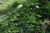 fleurs hautes-alpes Laserpitium halleri Laser-de-Haller Apiacees 