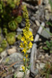 fleurs hautes-alpes Linaria angustissima Linaire-d-Italie Plantaginacees 
