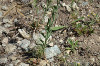 fleurs hautes-alpes Linaria angustissima Linaire-d-Italie Plantaginacees 