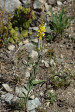 fleurs hautes-alpes Linaria angustissima Linaire-d-Italie Plantaginacees 
