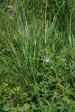 fleurs hautes-alpes Carex paniculata Laiche-paniculee Cyperacees 