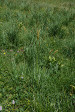 fleurs hautes-alpes Carex paniculata Laiche-paniculee Cyperacees 