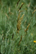 fleurs hautes-alpes Carex paniculata Laiche-paniculee Cyperacees 