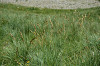 fleurs hautes-alpes Carex paniculata Laiche-paniculee Cyperacees 